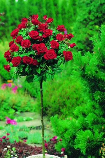 Троянда великоквіткова (бордова) ШТАМБ | Rose large-flowered (burgundy) SHTAMB | Роза крупноцветковая (бордовая) ШТАМБ